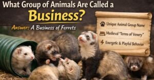 Business of ferrets playing together illustrating the animal group name business of ferrets